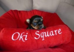 oki-square-chiots-yorkshire-13