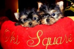 oki-square-chiots-yorkshire-9