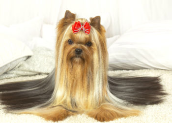 yorkshire terrier