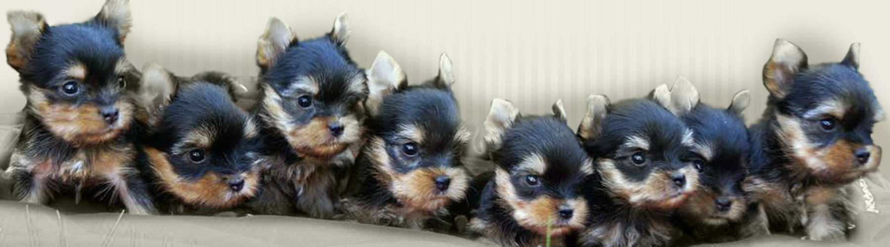 Oki Square Yorkshire Prix Yorkshire Terrier Achat