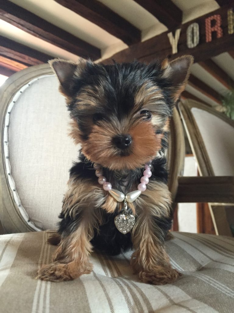 Oki Square Yorkshire Quelle est la