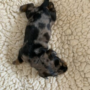 teckel nain arlequin merle