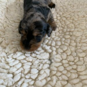 elevage de teckel nain kaninchen poil dur arlequin merle bleu