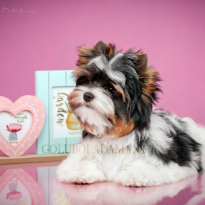 eleveur de biewer terrier