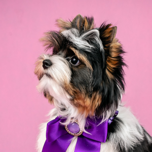 Chiot biewer terrier