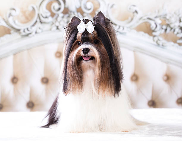 elevage de chiot biewer yorkshire terrier