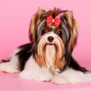 Chiot biewer terrier