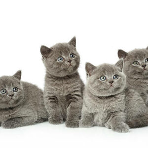 chaton british short hair