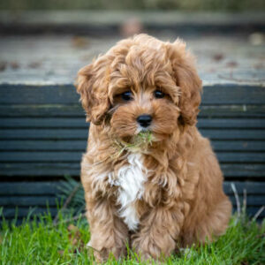 Cavapoo chiot france