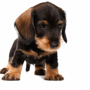 Chiot teckel poil dur