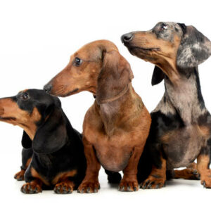 chiot teckel poil ras