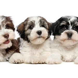 photo chiot bichon havanais