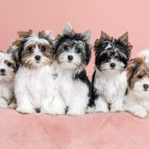 photo chiot biewer yorkhire terrier