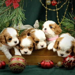 chiot cavalier king Charles