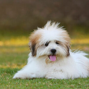 chiot coton de tulear