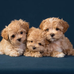 maltipoo chiot