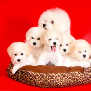 photo de chiot bichon frisé