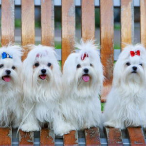 chiot bichon maltais