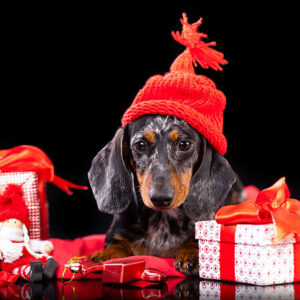 chiot teckel arlequin bleu chiot teckel arlequin bleu