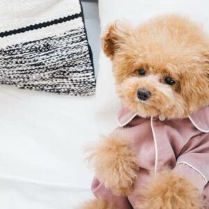 pomapoo teddy bear