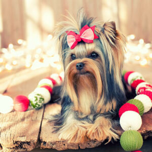 Chiot jeune yorkshire terrier toy Chiot jeune yorkshire terrier toy